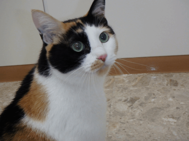 保護猫 マリリン