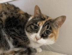 保護猫 モンロー