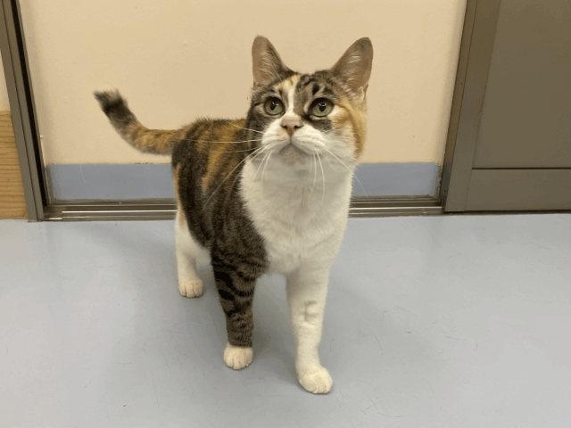 保護猫 モンロー