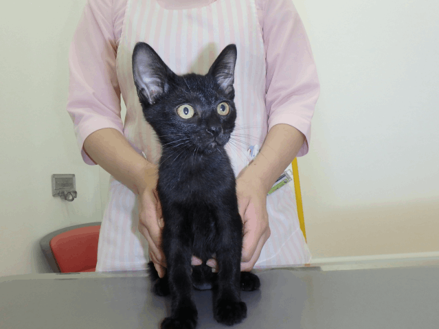 保護猫 ゆめ