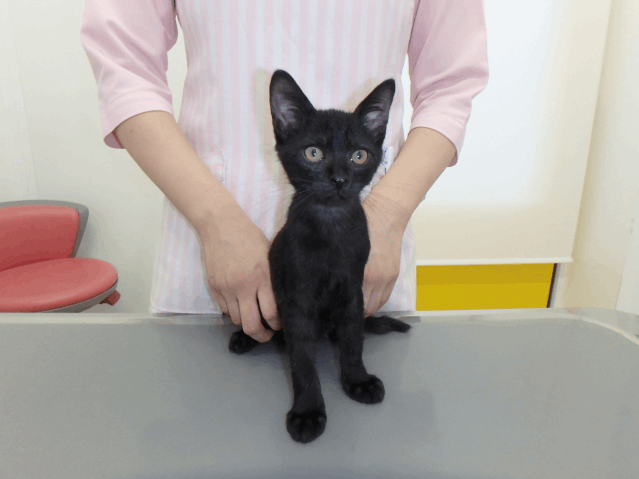保護猫 のり