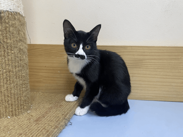保護猫 ちょび