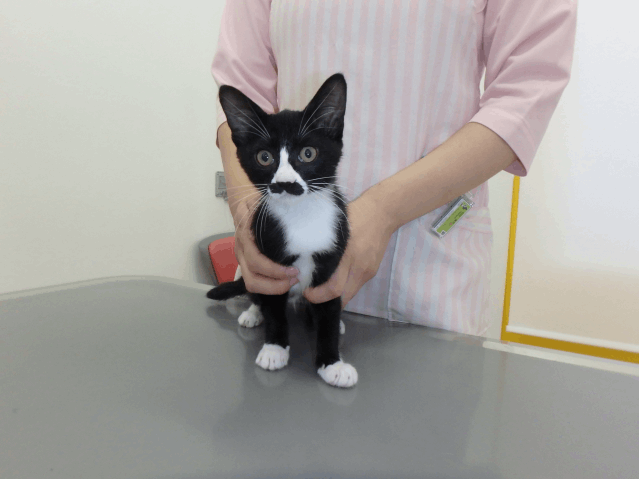 保護猫 ちょび