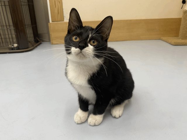 保護猫 ソックス
