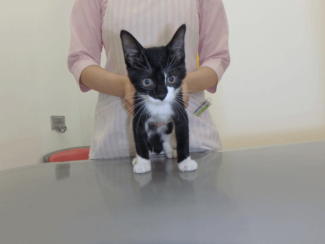 保護猫 ソックス
