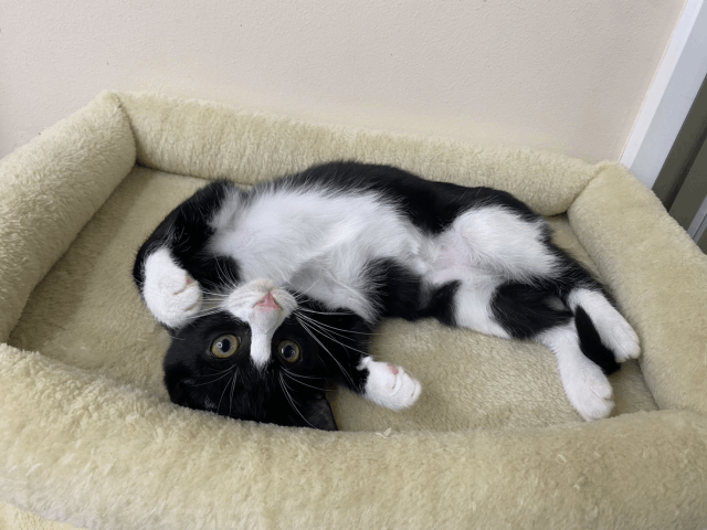 保護猫 おう