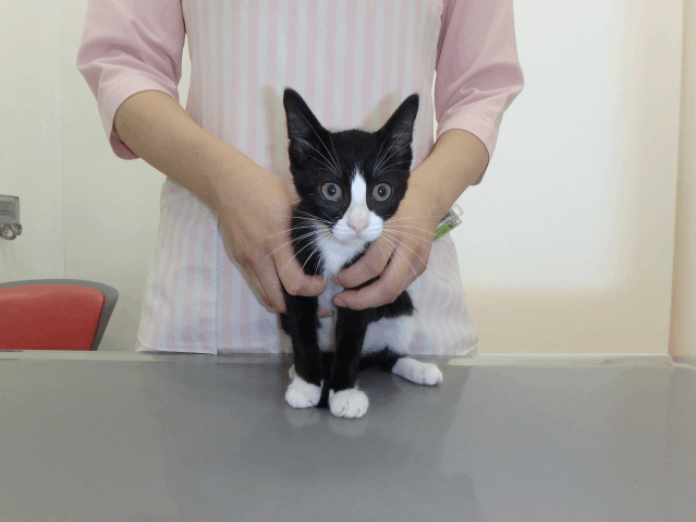 保護猫 おう