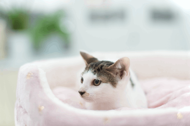 保護猫 さとし