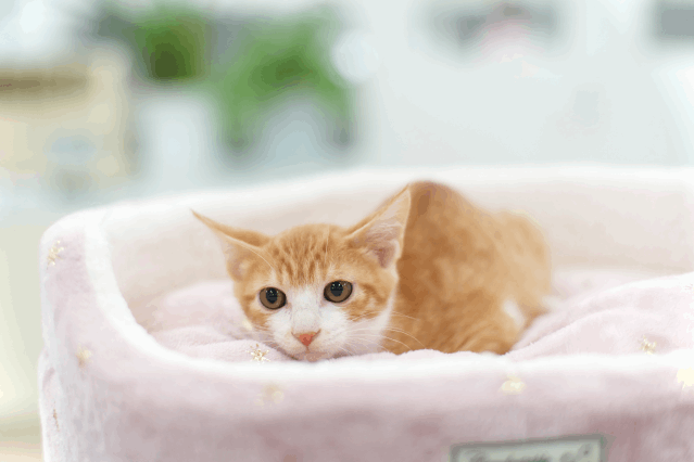 保護猫 けんいち