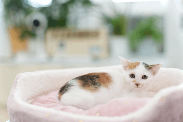 保護猫 ももこ