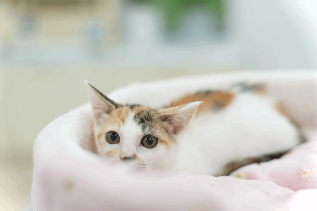 保護猫 まるこ