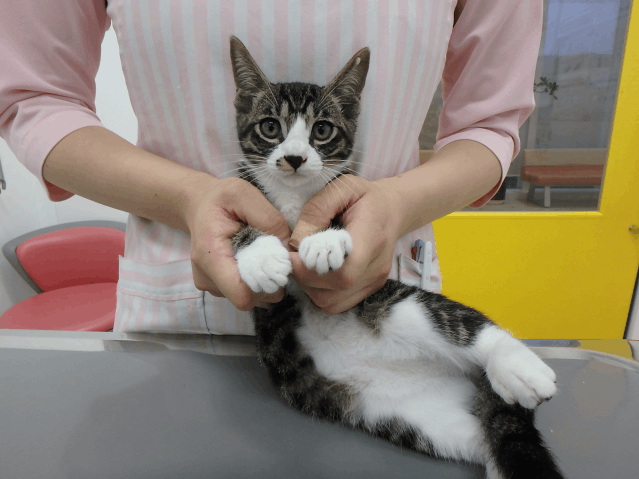 保護猫 いえやす