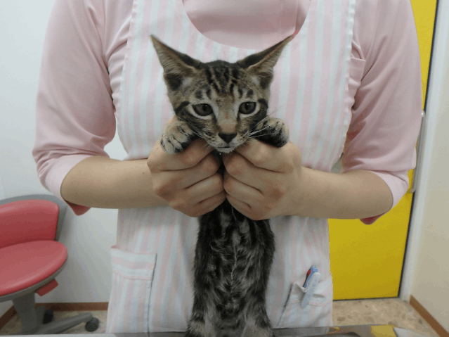 保護猫 ひでよし