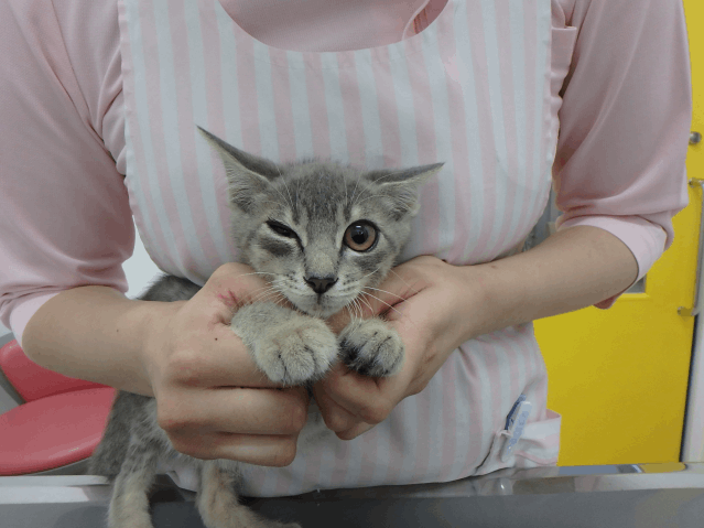 保護猫 つなよし