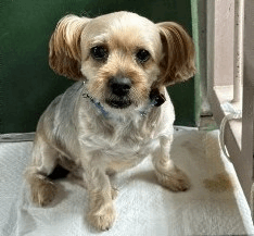 保護犬 フォーキー