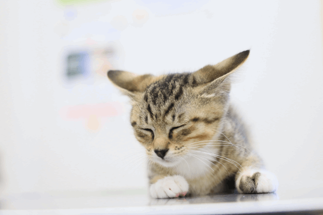 子猫4匹が仲間入りです