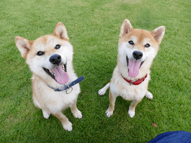 今日の犬たち　8月5日