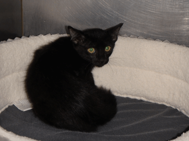 子猫が3匹仲間入りです