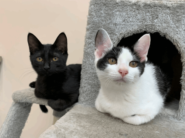 今日の猫たち　8月13日