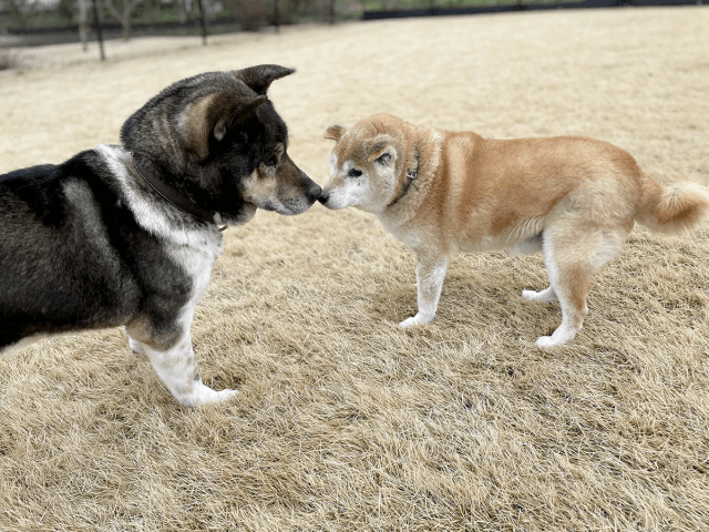 今日の犬たち　3月 1日