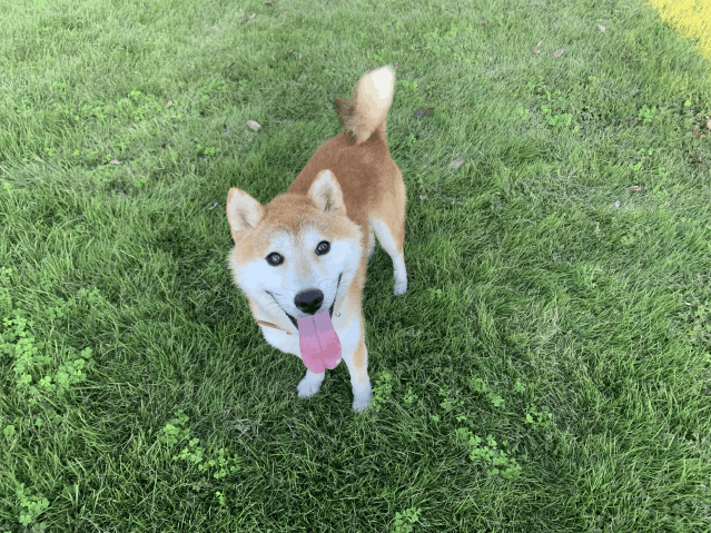 今日の犬たち　10月9日
