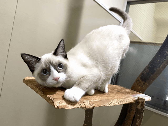 今日の猫たち　10月19日