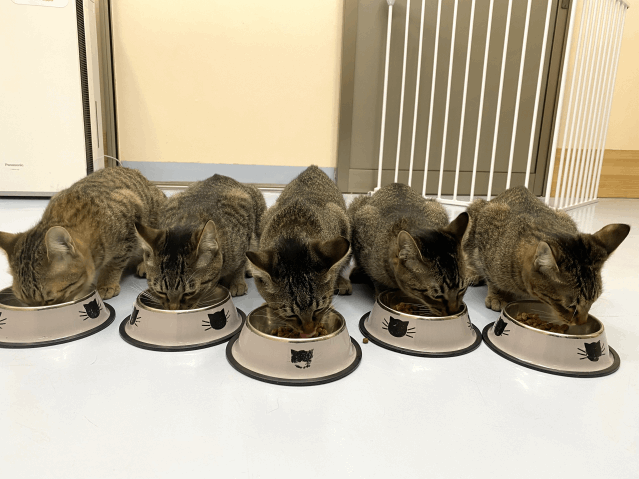 今日の猫たち　10月23日