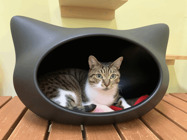 今日の猫たち　12月4日