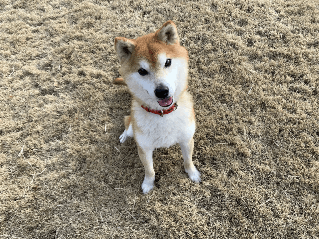 今日の犬たち　1月23日