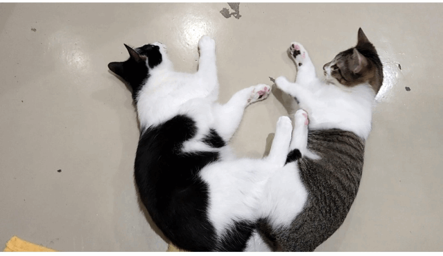 今日の猫たち　2月19日