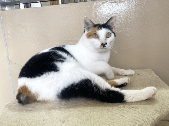 今日の猫たち　6月19日