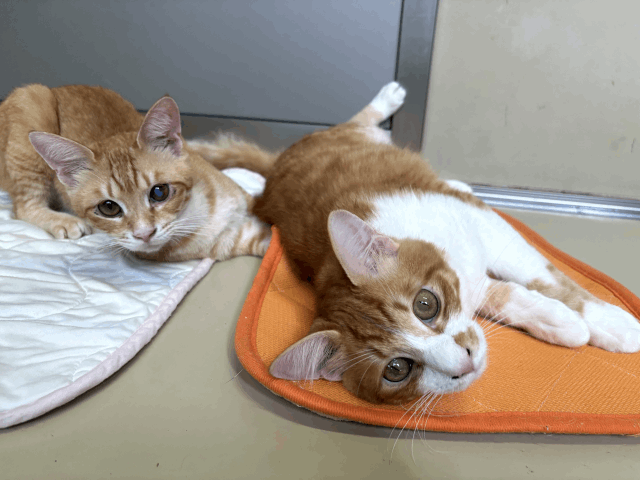 今日の猫たち　8月6日