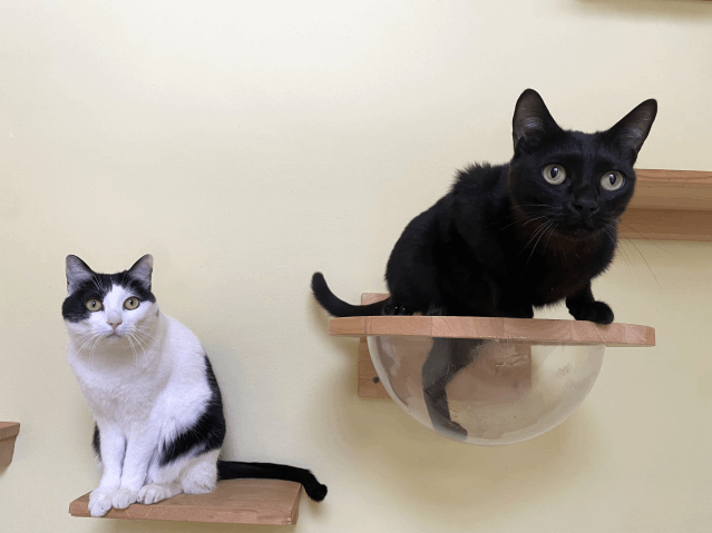 今日の猫たち　10月2日