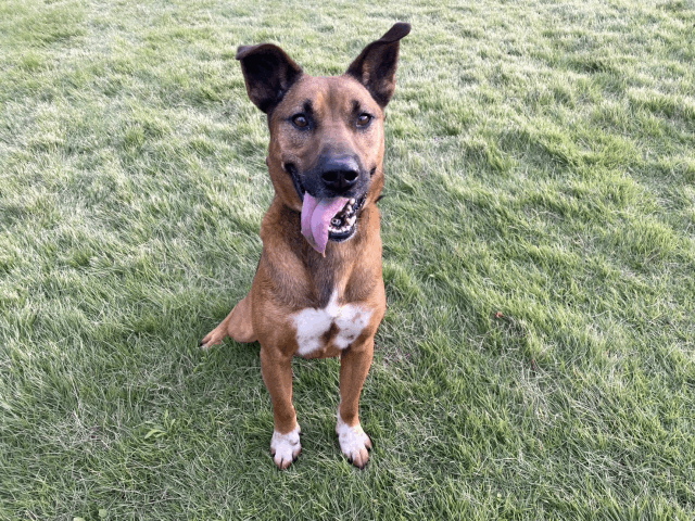 今日の犬たち　11月5日