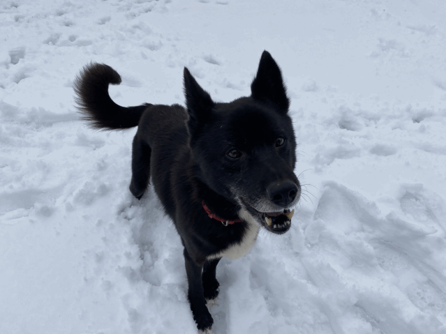 今日の犬たち　12月28日