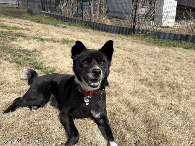 今日の犬たち　3月3日