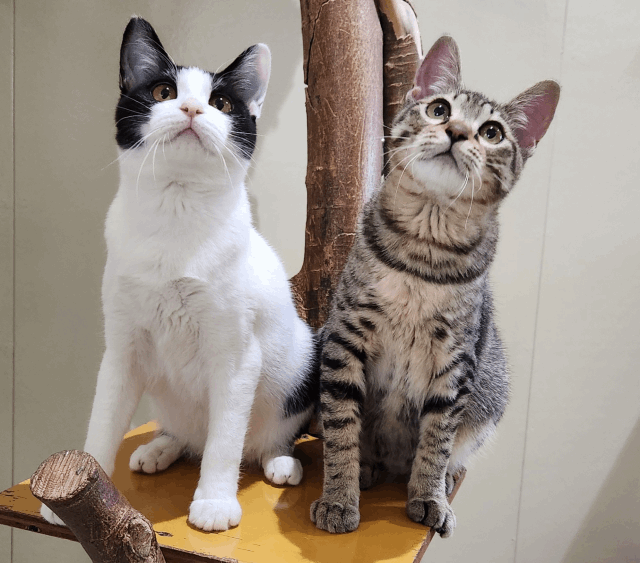 今日の猫たち　4月2日