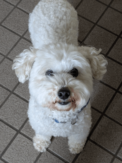 今日の犬たち　5月8日