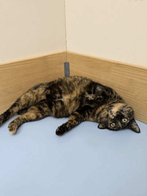 今日の猫たち　7月14日