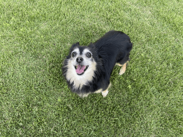 今日の犬たち　8月15日
