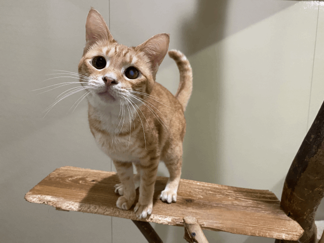 今日の猫たち